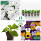 Flower Border Kit with Impatiens Exotic Sunpatiens Compact White & Viola Johnny Jump Up Sorbet Plantlings Live Baby Plants 1-3in., 12-Pack