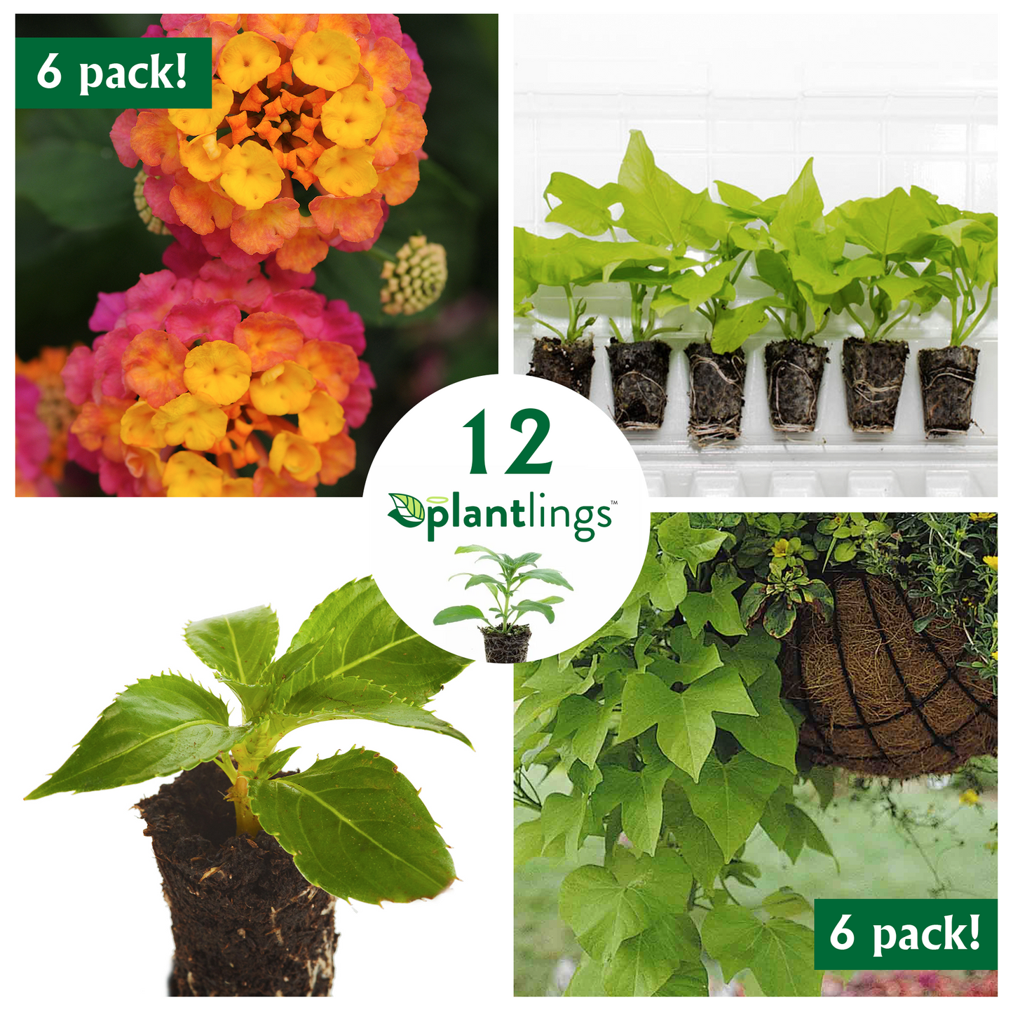 Container Friendly Flower Kit with Sweet Potato Vine Marguerite & Lantana Lucky Rose Plantlings Live Baby Plants 1-3in., 12-Pack
