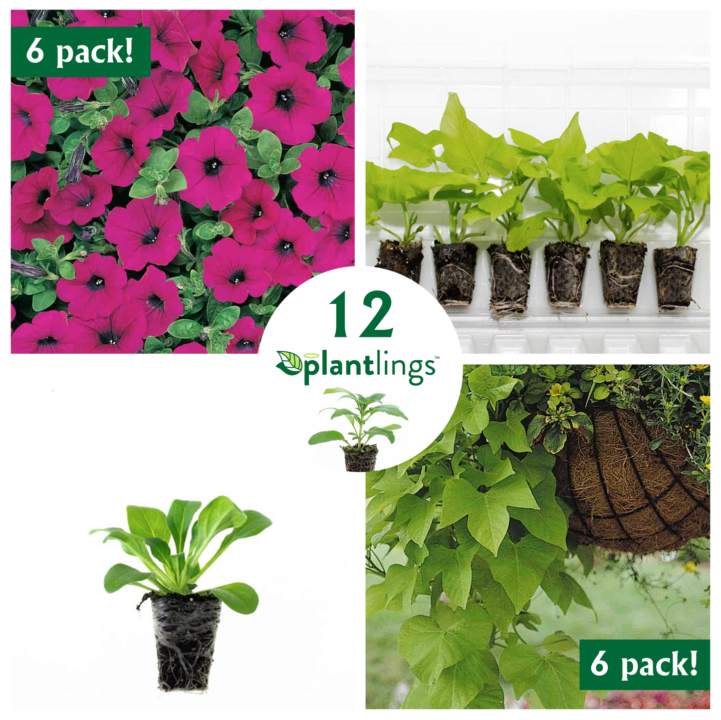 Container Friendly Flower Kit with Petunia Wave Purple Classic & Sweet Potato Vine Marguerite Plantlings Live Baby Plants 1-3in., 12-Pack