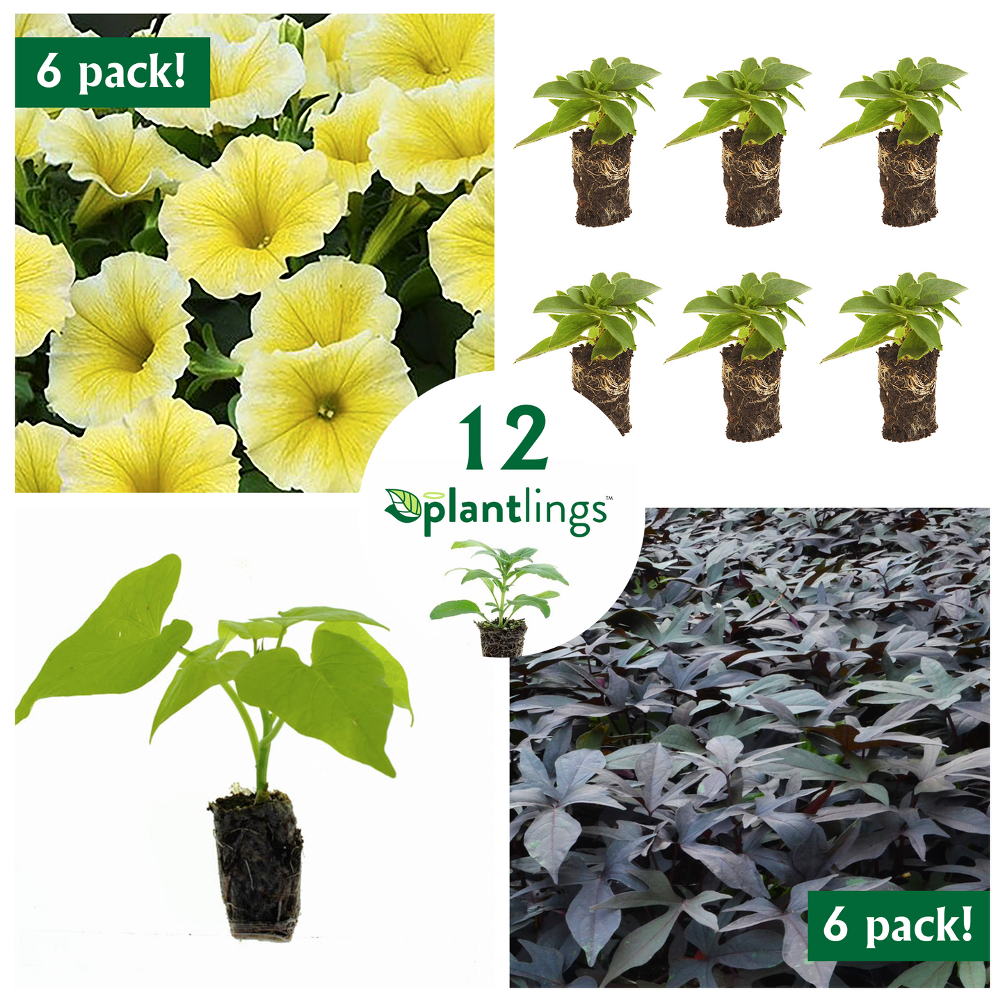 Annual Flower Kit with Petunia Bee's Knees Yellow & Sweet Potato Vine Blackie Plantlings Live Baby Plants 1-3in., 12-Pack
