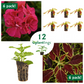 Annual Flower Kit with Geranium Ivy Deep Pink & Coleus FlameThrower Serrano Plantlings Live Baby Plants 1-3in., 12-Pack