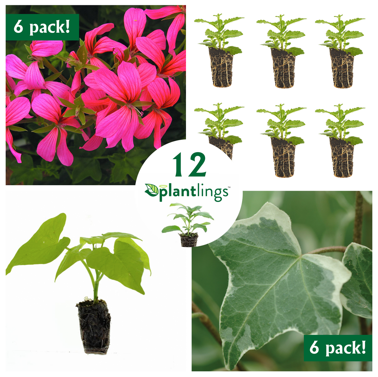 Annual Flower Kit with Geranium Ivy Mini Cascade Pink & Glacier English Ivy Plantlings Live Baby Plants 1-3in., 12-Pack