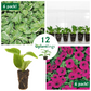 Annual Flower Kit with Vinca Major Variegated & Petunia Wave Purple Classic Plantlings Live Baby Plants 1-3in., 12-Pack