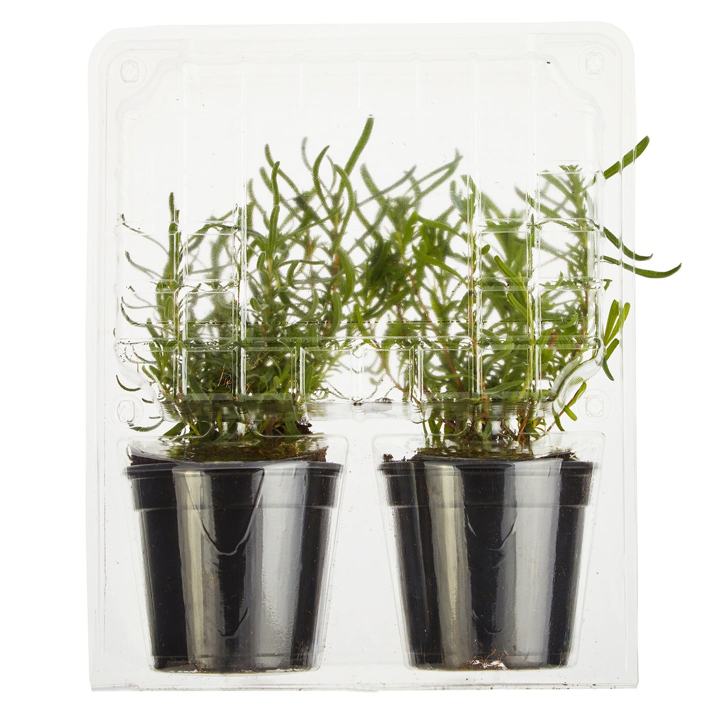 Lavender Munstead Plantlings Live Baby Plants 4in. Pot, 2-Pack
