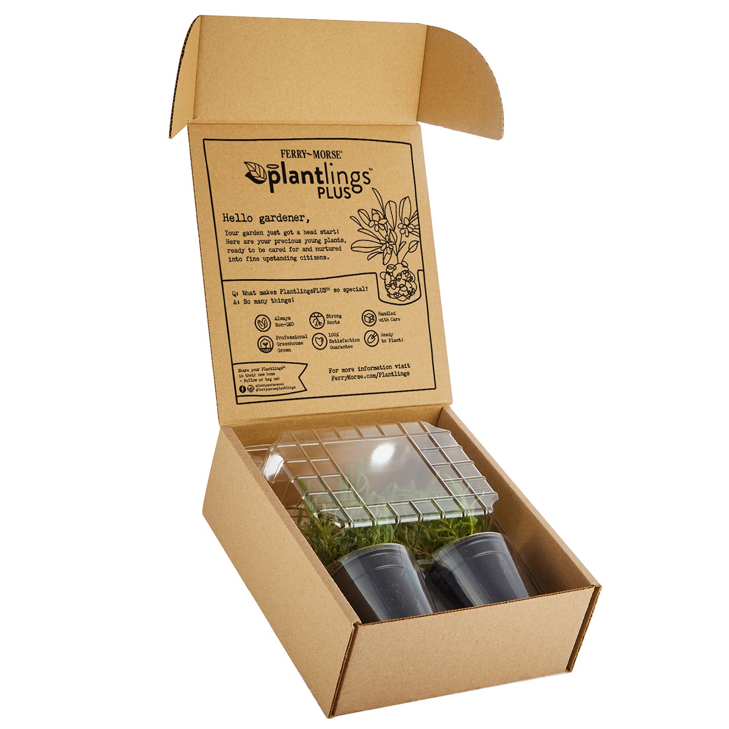 Cabbage Stonehead Plantlings Plus Live Baby Plants 4in. Pot, 2-Pack