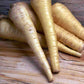 All American Parsnip Seeds from Ferry Morse — picture shows harvested mature parsnips.