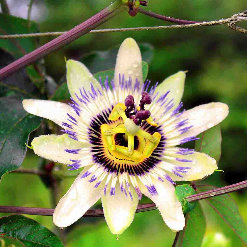 Passion Flower seeds, fully matured and blooming their very distinctive circle of white petals overlaid with pointed filaments of blue, purple and white.