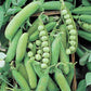 Alaska Pea seeds fully matured and havrested. Open pods display rows of green peas.