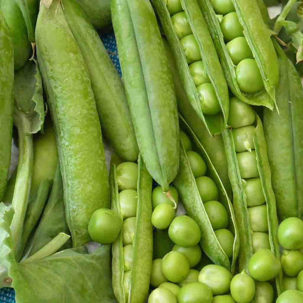 Little Marvel Pea seeds from Ferry Morse, close-up of pea pods with peas inside.