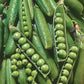 Wando Pea seeds fully mature and picked, some show open pods to display what this pea type looks like.