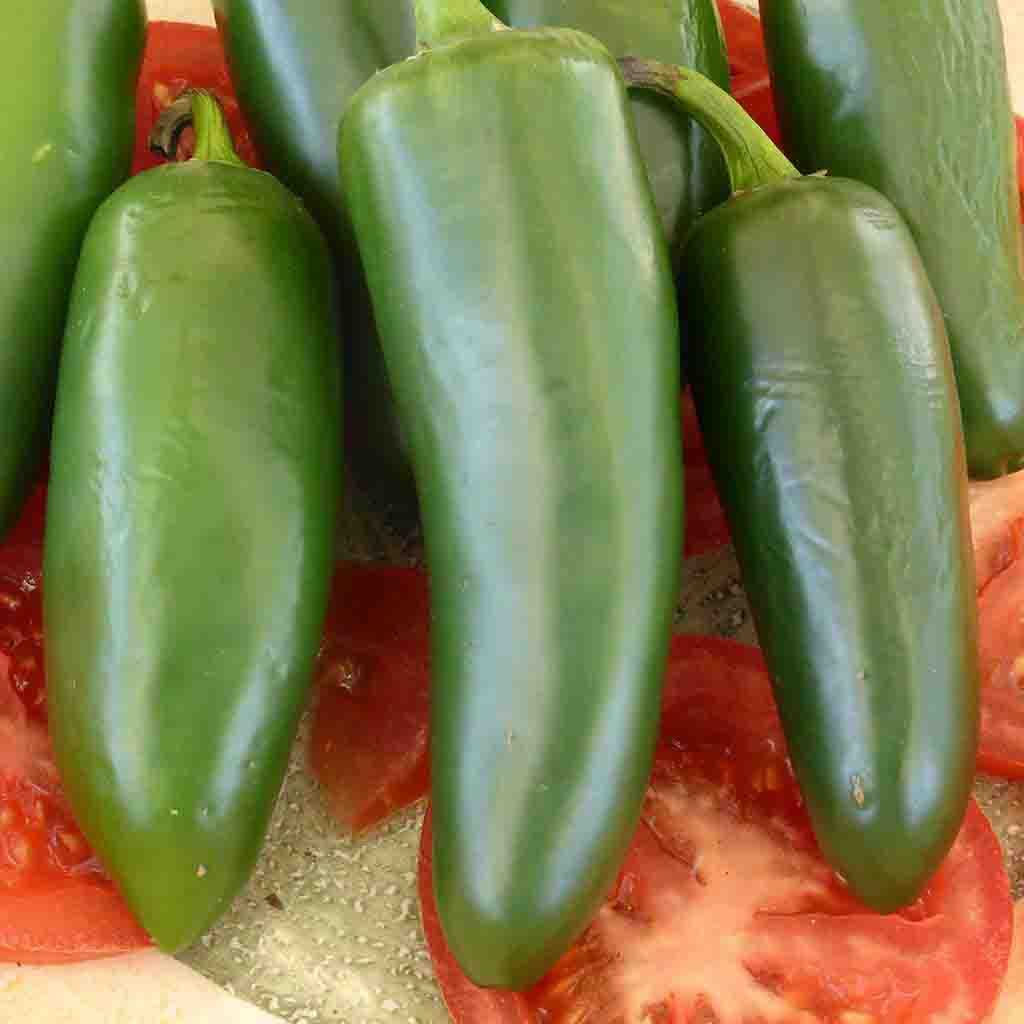Serrano Chili Peppers seeds fully grown and matured and recently harvested.