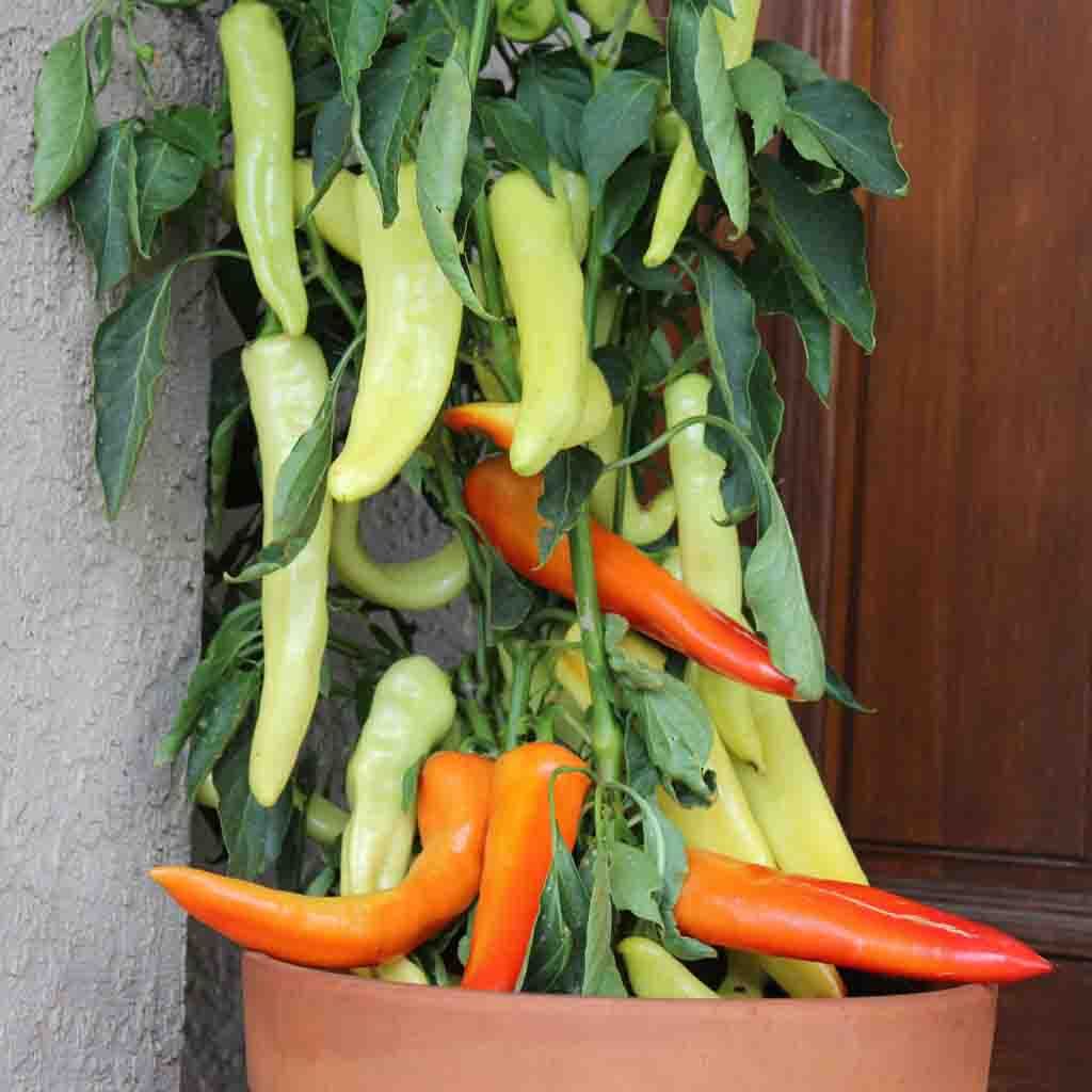 Sweet Banana Peppers growing on a pepper plant, some are ready for picking while others are still maturing.