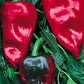 Pepper, Poblano Seeds Online Edition