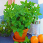 Fully mature peppermint herb plant grown from herb seeds in clay container.