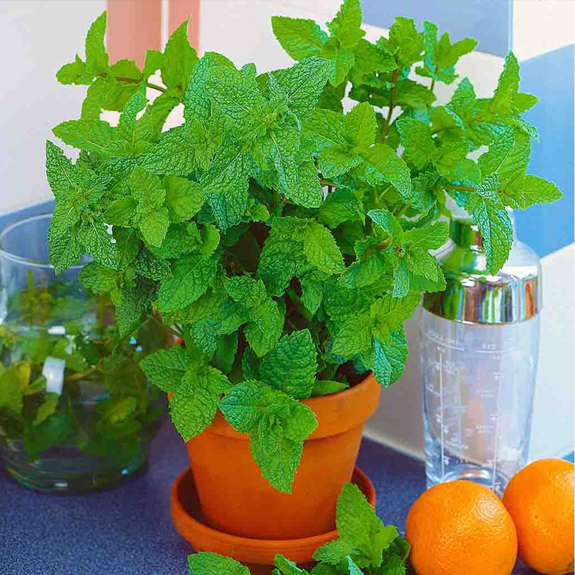 Fully mature peppermint herb plant grown from herb seeds in clay container.