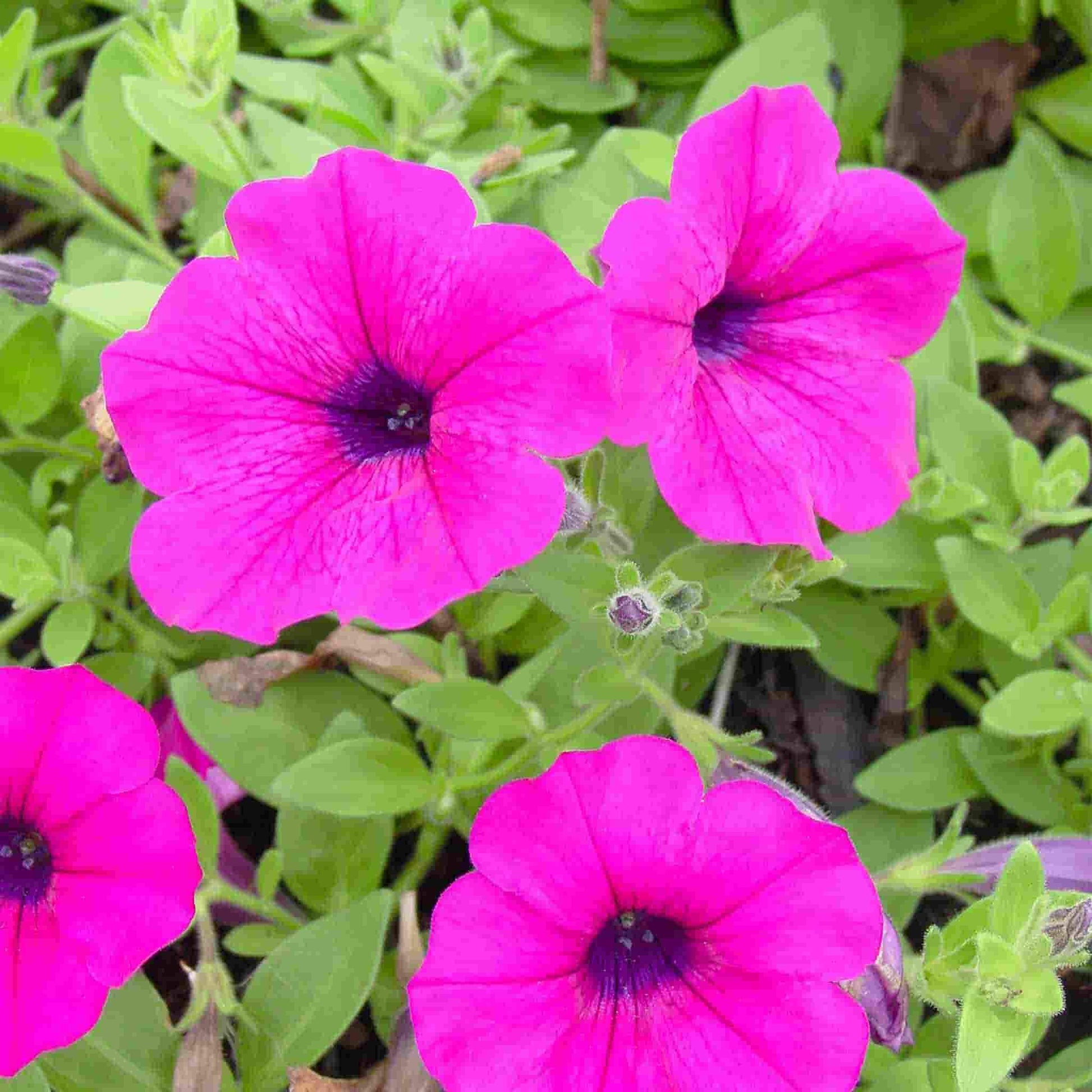 Picture shows Dwarf Bedding Petunias with a beautiful magenta-like color in their blooms.
