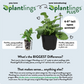 Mums Dazzling Orange Plantlings Plus Live Baby Plants 4in. Pot, 2-Pack