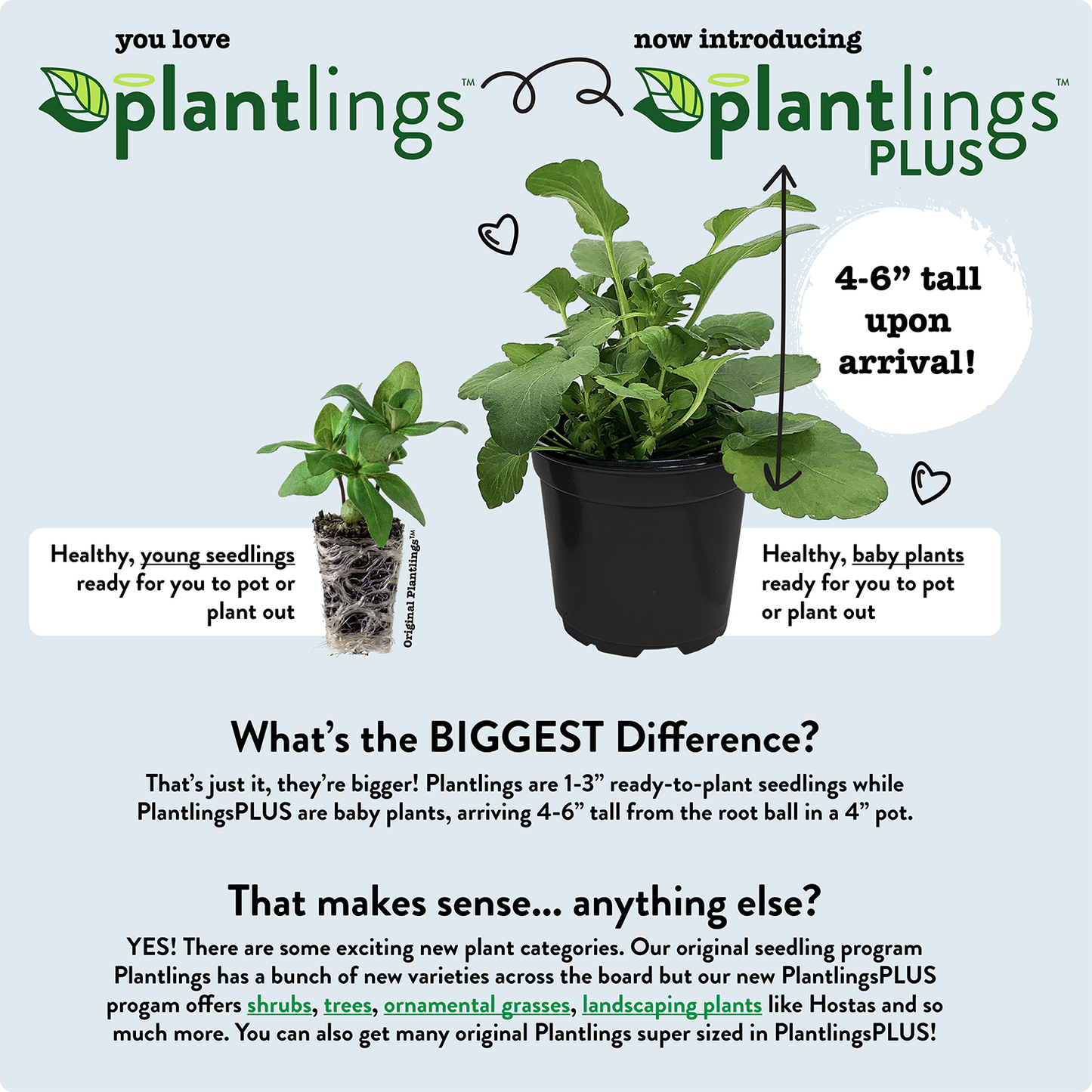 Mums Dazzling Orange Plantlings Plus Live Baby Plants 4in. Pot, 2-Pack
