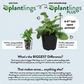 Mums Golden Cheryl Plantlings Plus Live Baby Plants 4in. Pot, 2-Pack