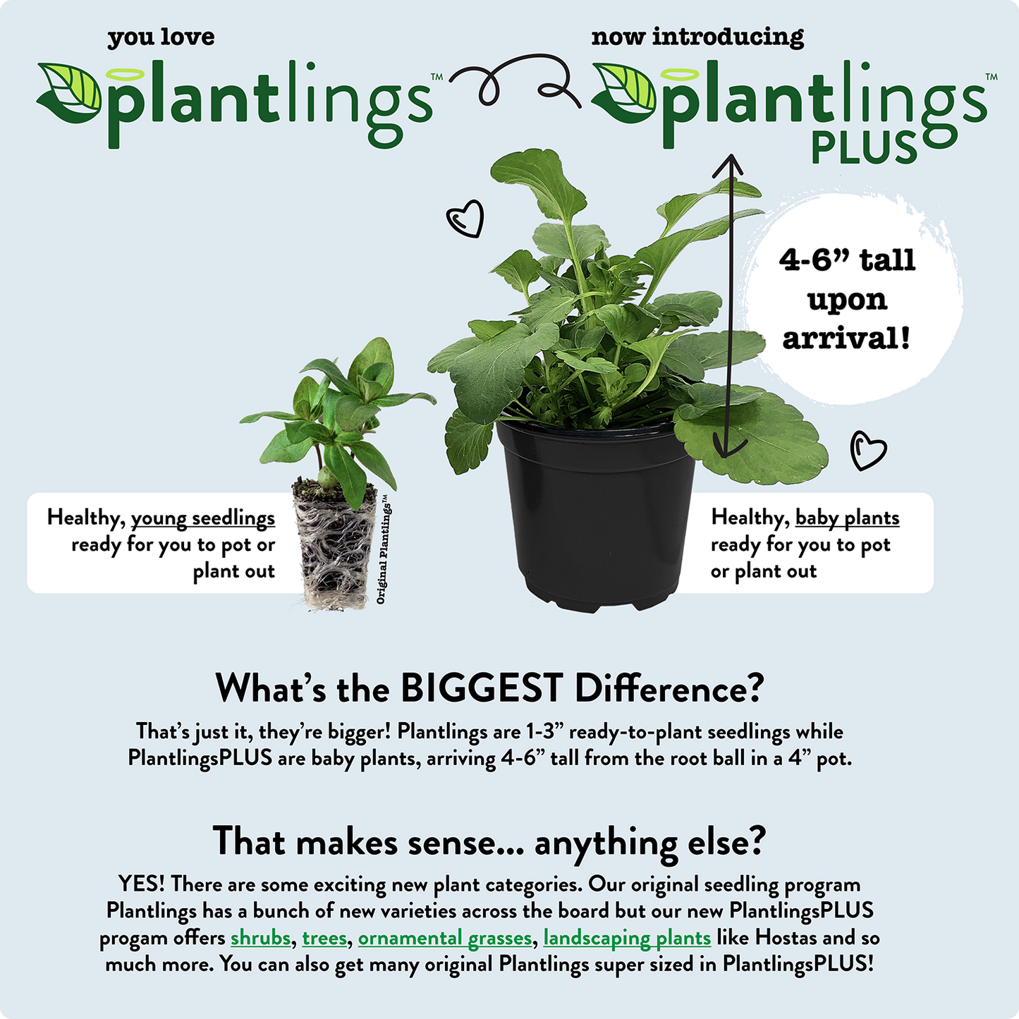 Catnip Plantlings Plus Live Baby Plants 4in. Pot, 2-Pack