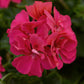 Geranium Ivy Precision Rose Plantlings Live Baby Plants 1-3in., 6-Pack