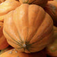 Amish Pie Heirloom Pumpkin seeds fully matured and harvested, closeup to show uniqueness of this pumpkin variety when mature.