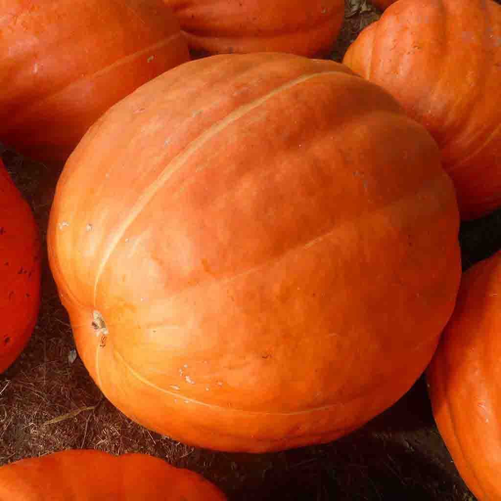 Big Max Pumpkin seeds matured and picked, closeup of pumpkin.
