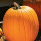 EZ Grow Monster Pumpkin seeds from Ferry Morse, picture displays a fully grown, matured and harvested pumpkin.
