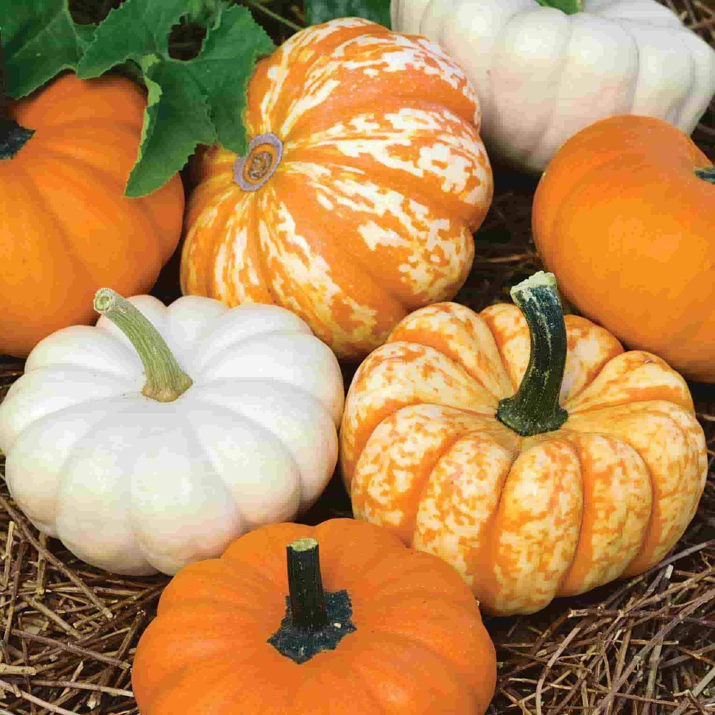 Mini Harvest Blend Pumpkins seeds fully grown and cut from vine, a cute little assortment of completely white or orange pumpkins is depicted as well as two pumpkins with a gorgeous combination of white and orange!