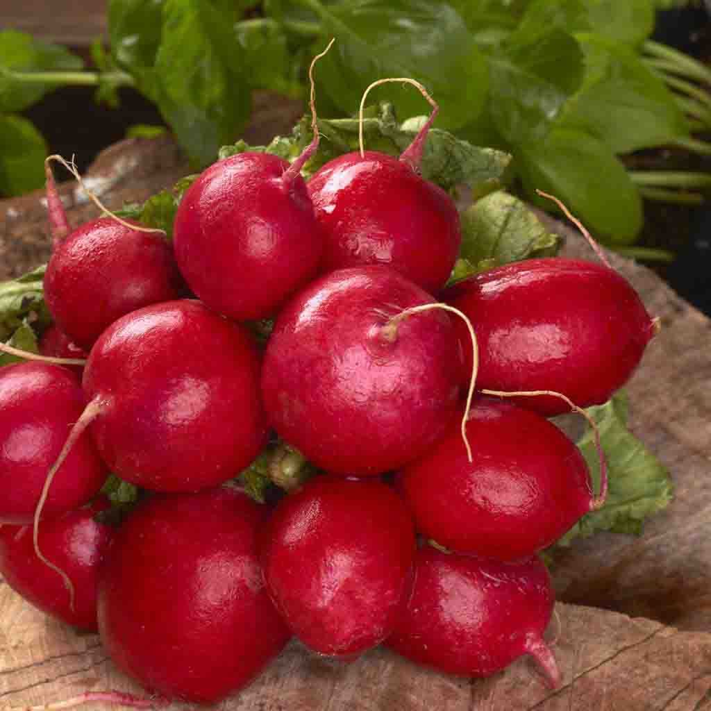 Cherry Belle Radish seeds from Ferry Morse, close-up of beautiful round and red radishes.