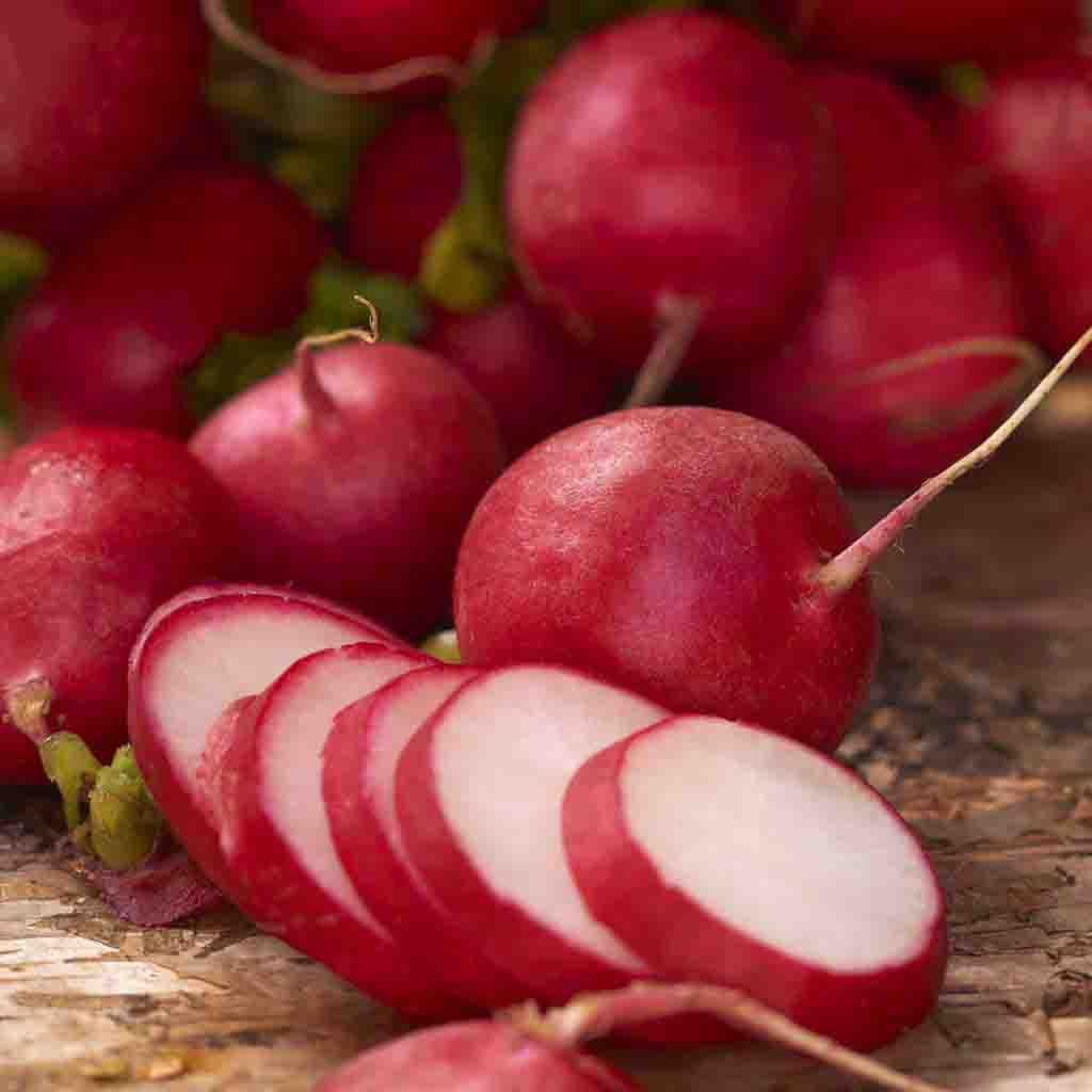 Early Scarlet Globe Radish seeds from Ferry Morse Home Gardening, fully grown and matured. Close-up of enticing radish skin and white flesh.