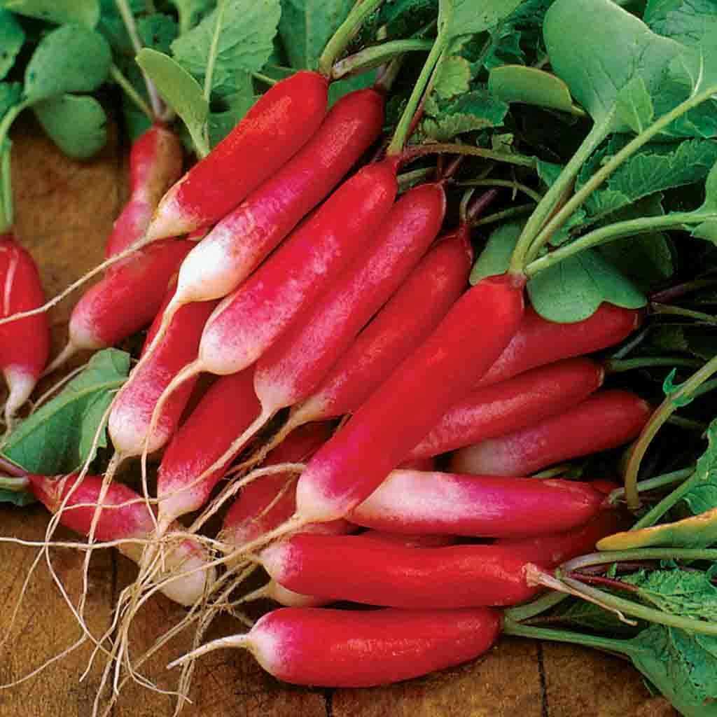 French Breakfast Radish seeds fully matured and harvested, beautiful elongated radishes with scarlet coloring and vibrant white ends.