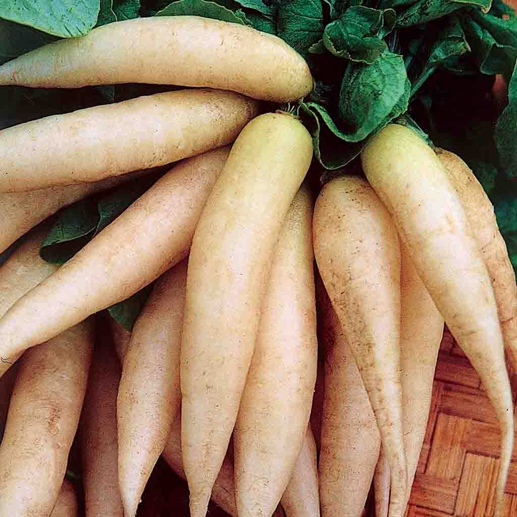 Icicle Short Top Radish seeds fully grown and matured and recently harvested. Closeup photo.