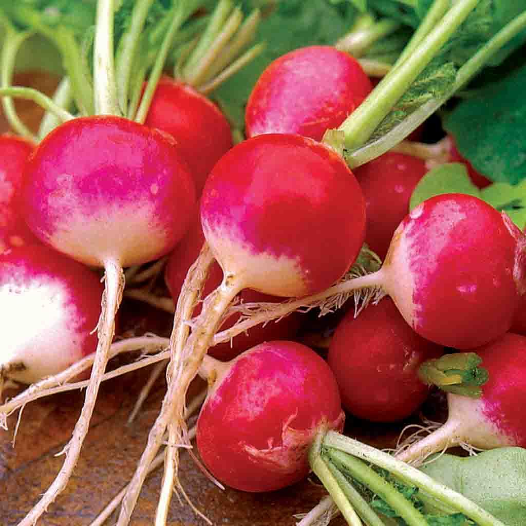 Sparkler Radish seeds fully grown and matured from Ferry Morse
