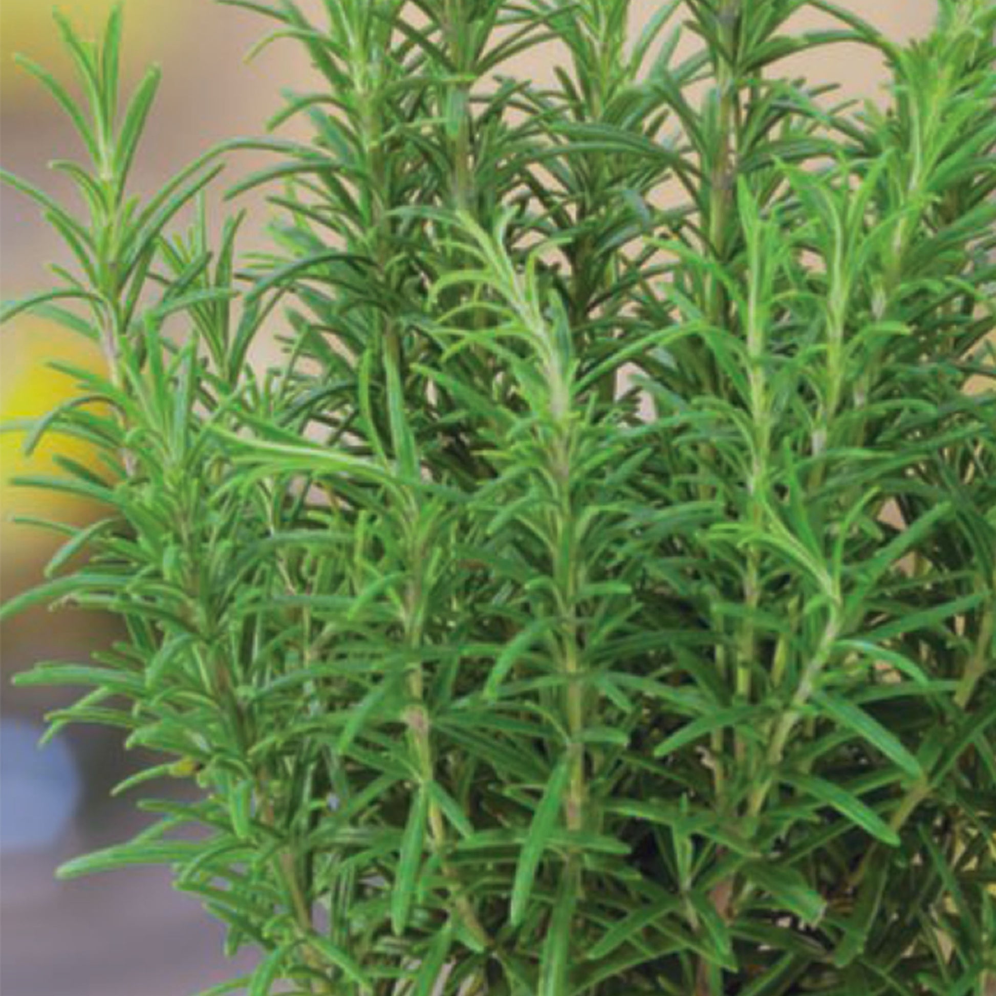 Mature young rosemary plant_closeup of healthy green rosemary sprigs.
