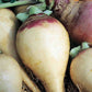 American Purple Top Rutabaga seeds close-up newly harvested, a mature vegetable.