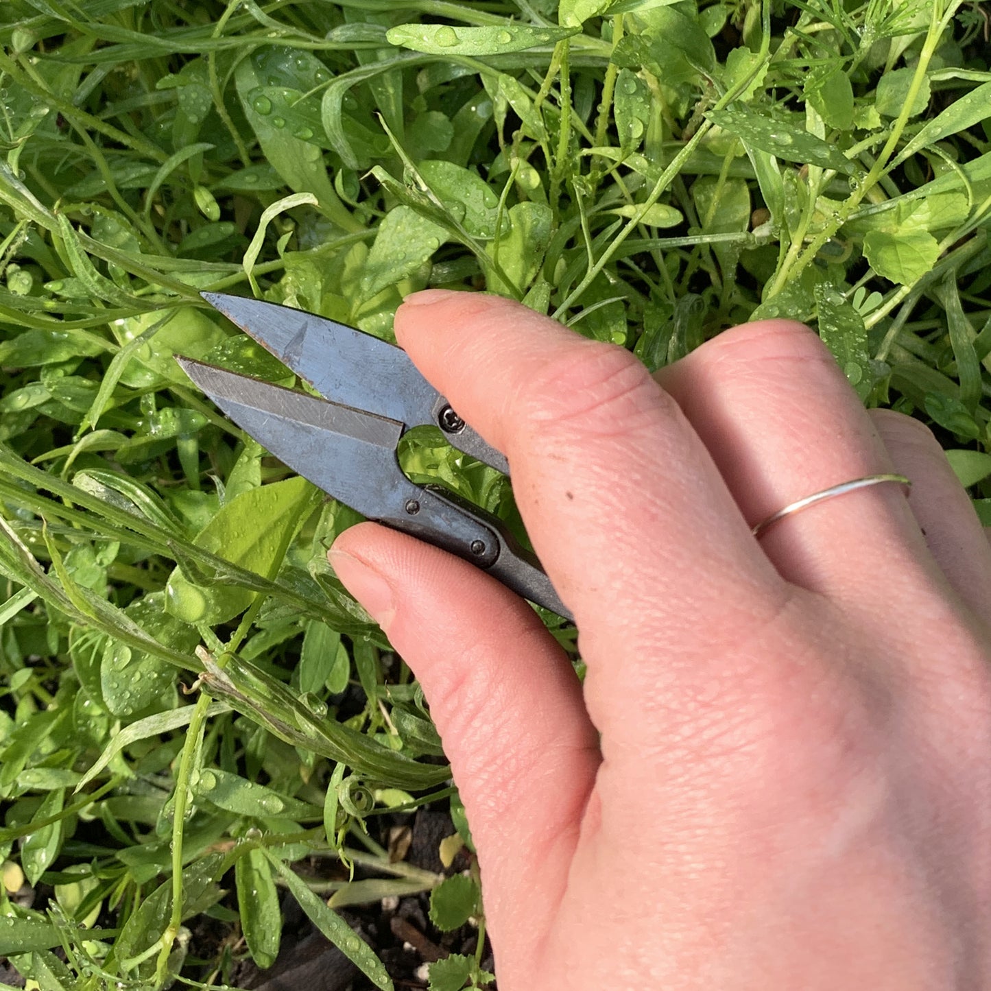 Ferry-Morse Home Gardening Carbon Steel Garden Snipping Scissors