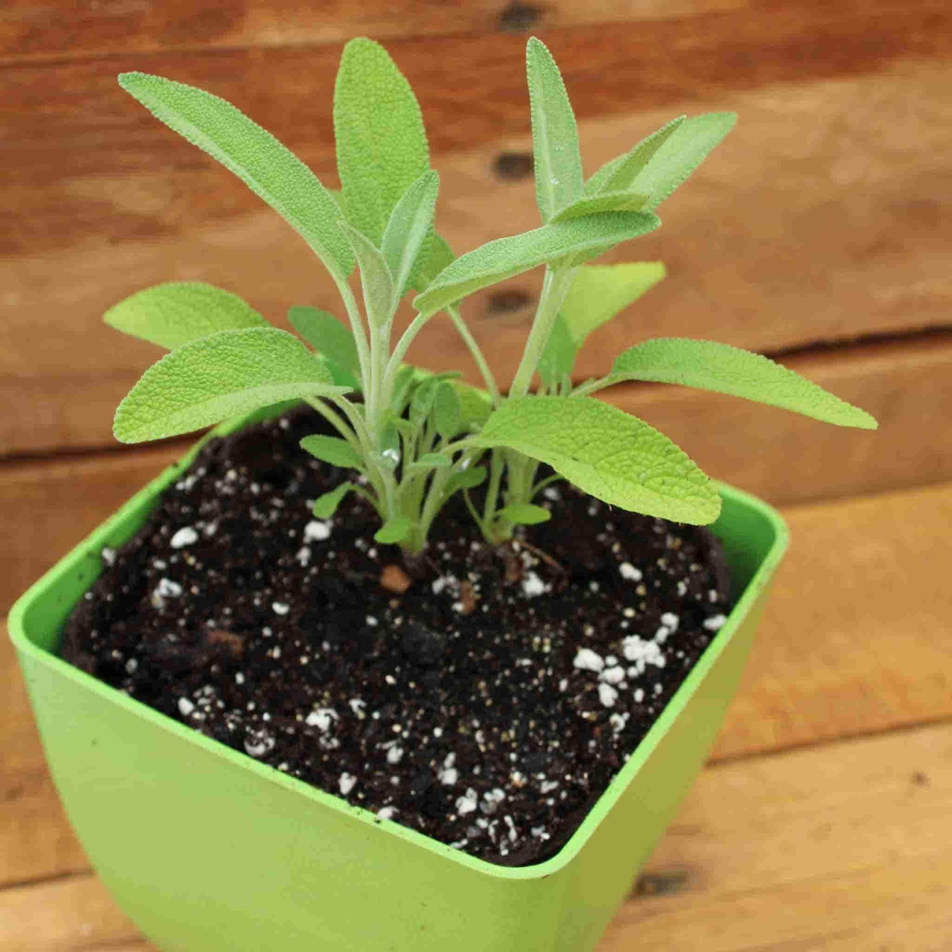 Sage Herb Seeds from Ferry Morse_Photo depicts a close-up of a young sage plant with beautiful elongated leaves growing within a small green planter.