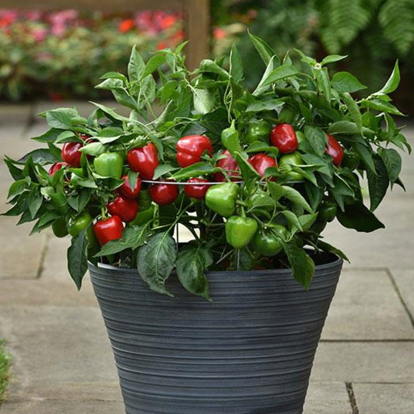 Snackabelle Red Pepper Plant in a container
