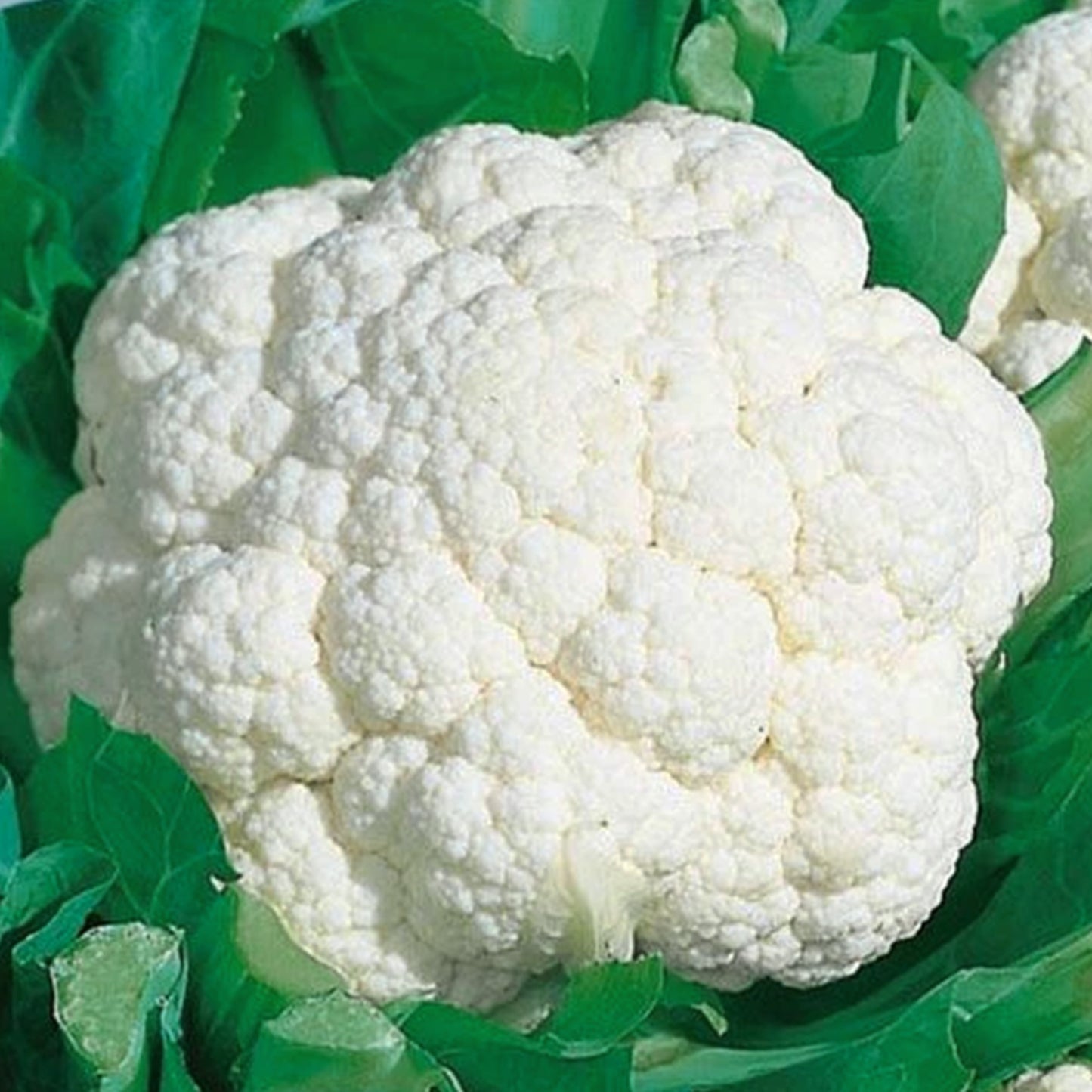 Snow Crown Cauliflower plants live baby plants from Ferry Morse. Picture shows mature cauliflower plant.