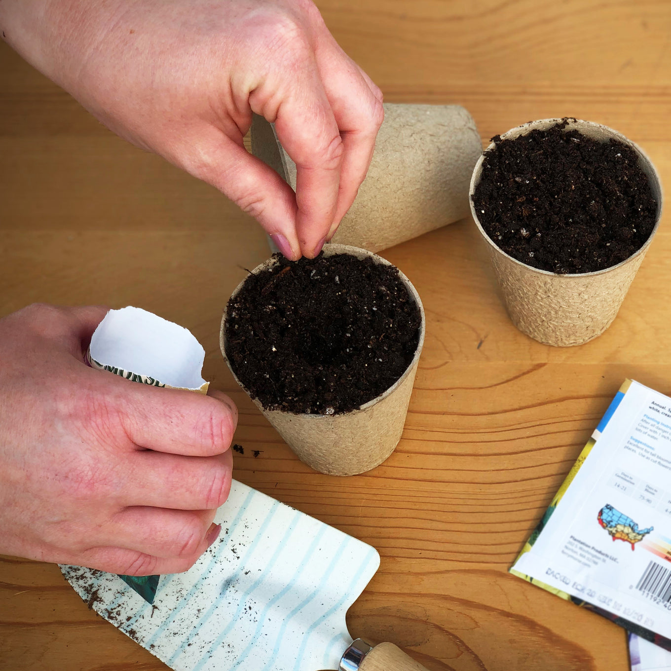 Start Early Snowball Y Cauliflower seeds in Jiffy peat pots filled with seed starting mix.