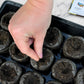 Start your Garden Sweet Burpless F1 Organic Cucumber seeds in Jiffy professional greenhouses with peat pellets.