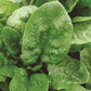 Matador Spinach seeds fully grown and mature, ready for harvesting and consumption.