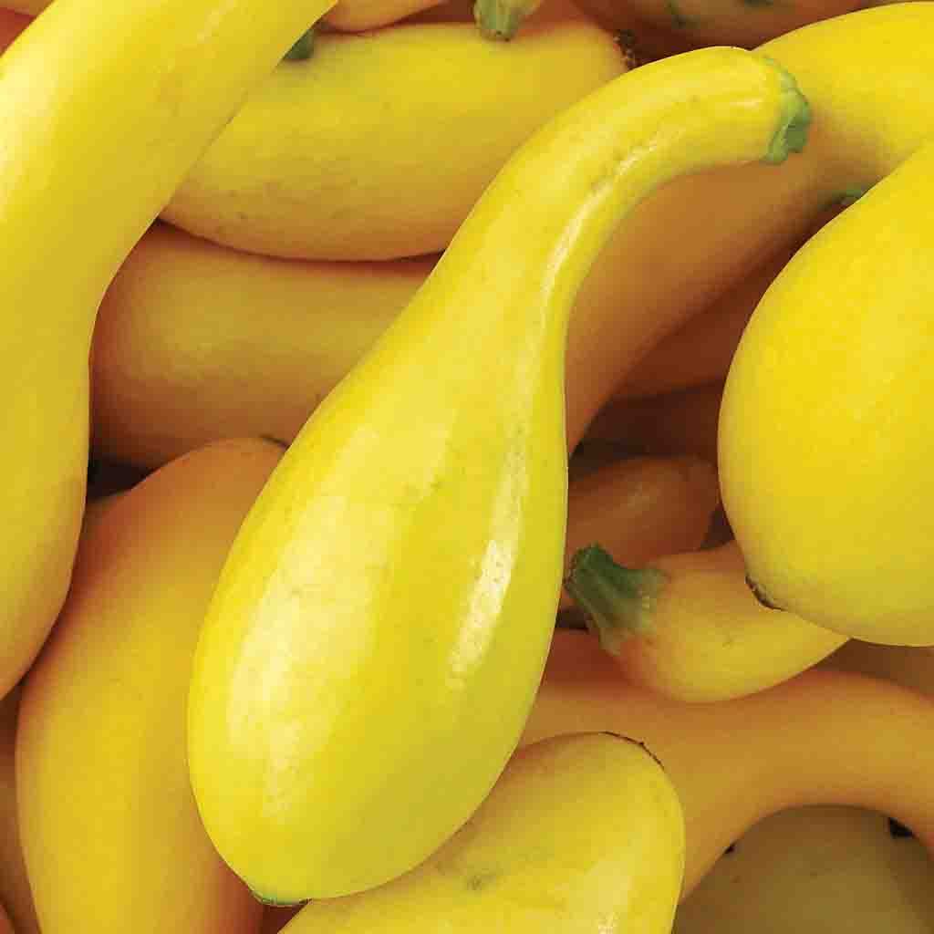 Dixie Hybrid Summer Squash seeds fully grown and freshly harvested!