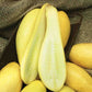 Heirloom Early Prolific Straightneck Squash Seeds fully grown and matured and freshly harvested.