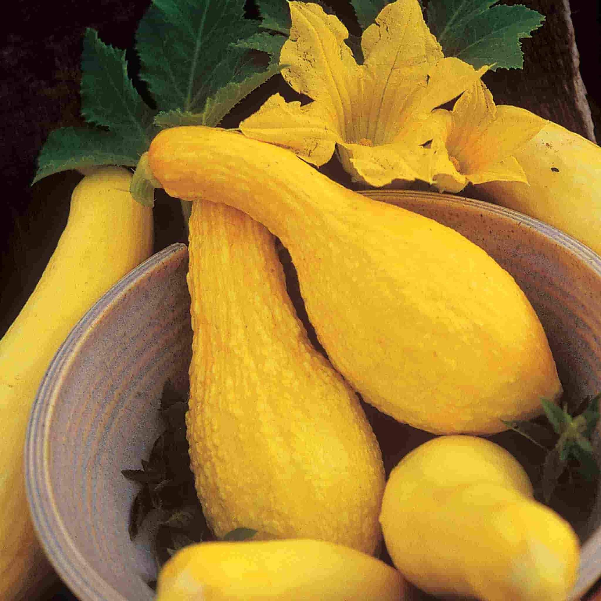Early Summer Crookneck harvested sitting in a bowl near some squash blooms.