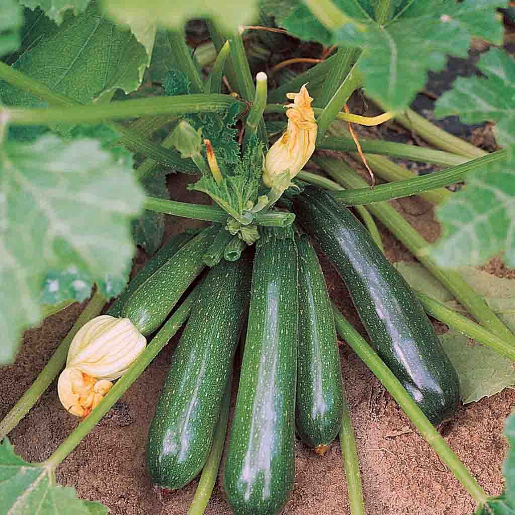Zucchini Elite Squash seeds from Ferry Morse Home Gardening