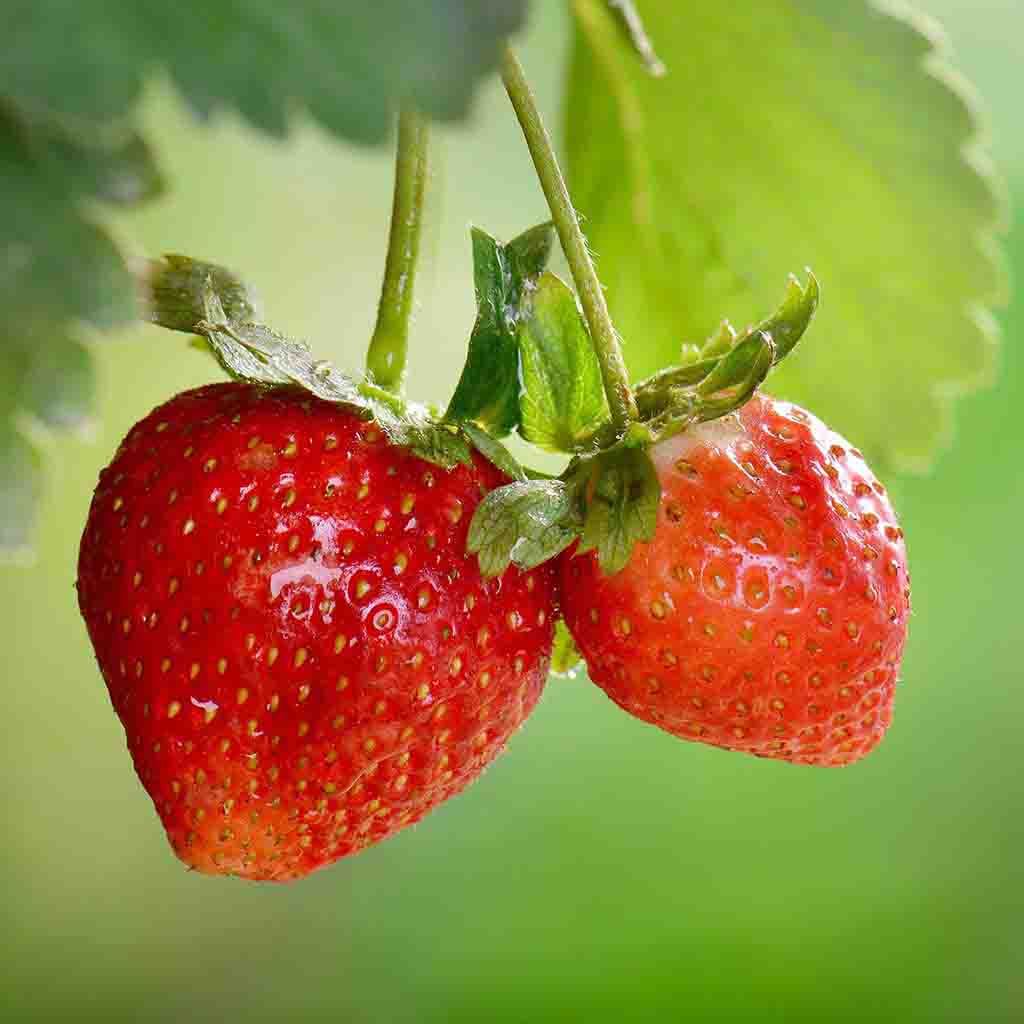 Alpine Strawberry seeds fully matured and hanging, ready for picking! Gorgeous red strawberries are shown up-close.