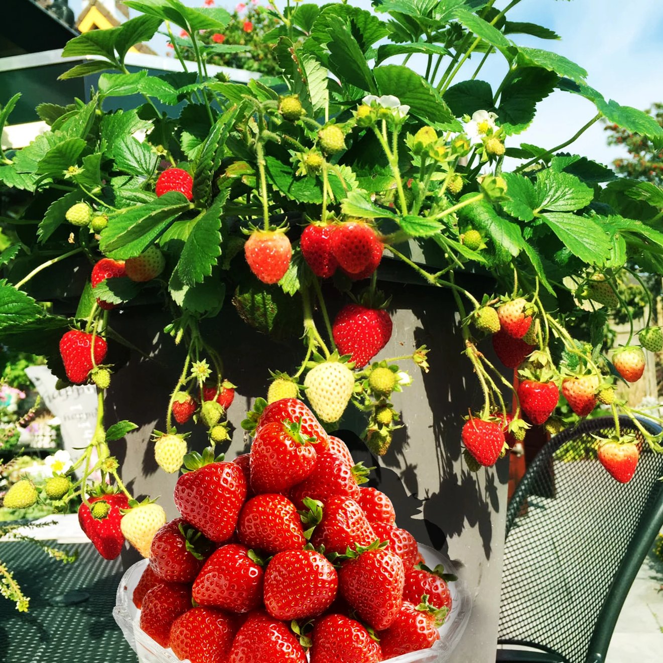 Delizz Strawberries Growing from their Plant, a Delizz Strawberry Plant