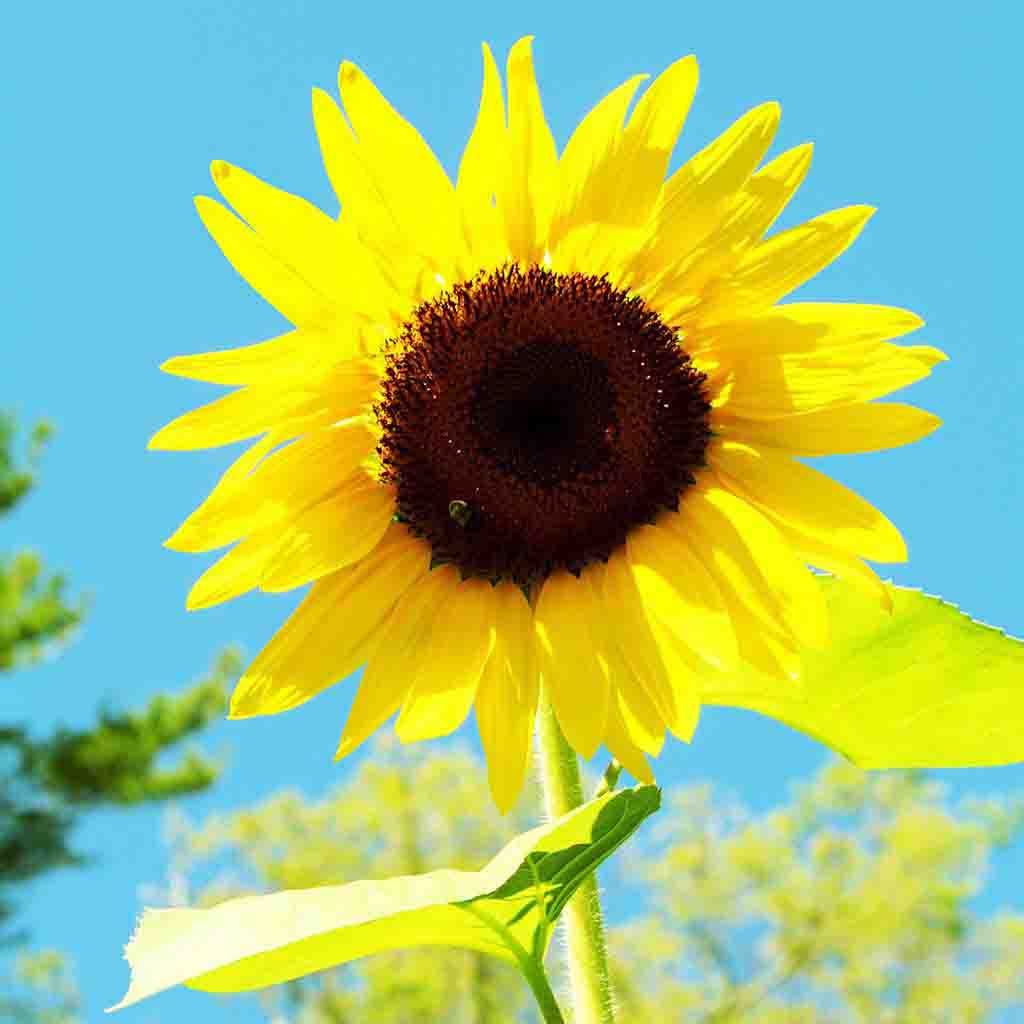Sunflower American Giant Hybrid Flower